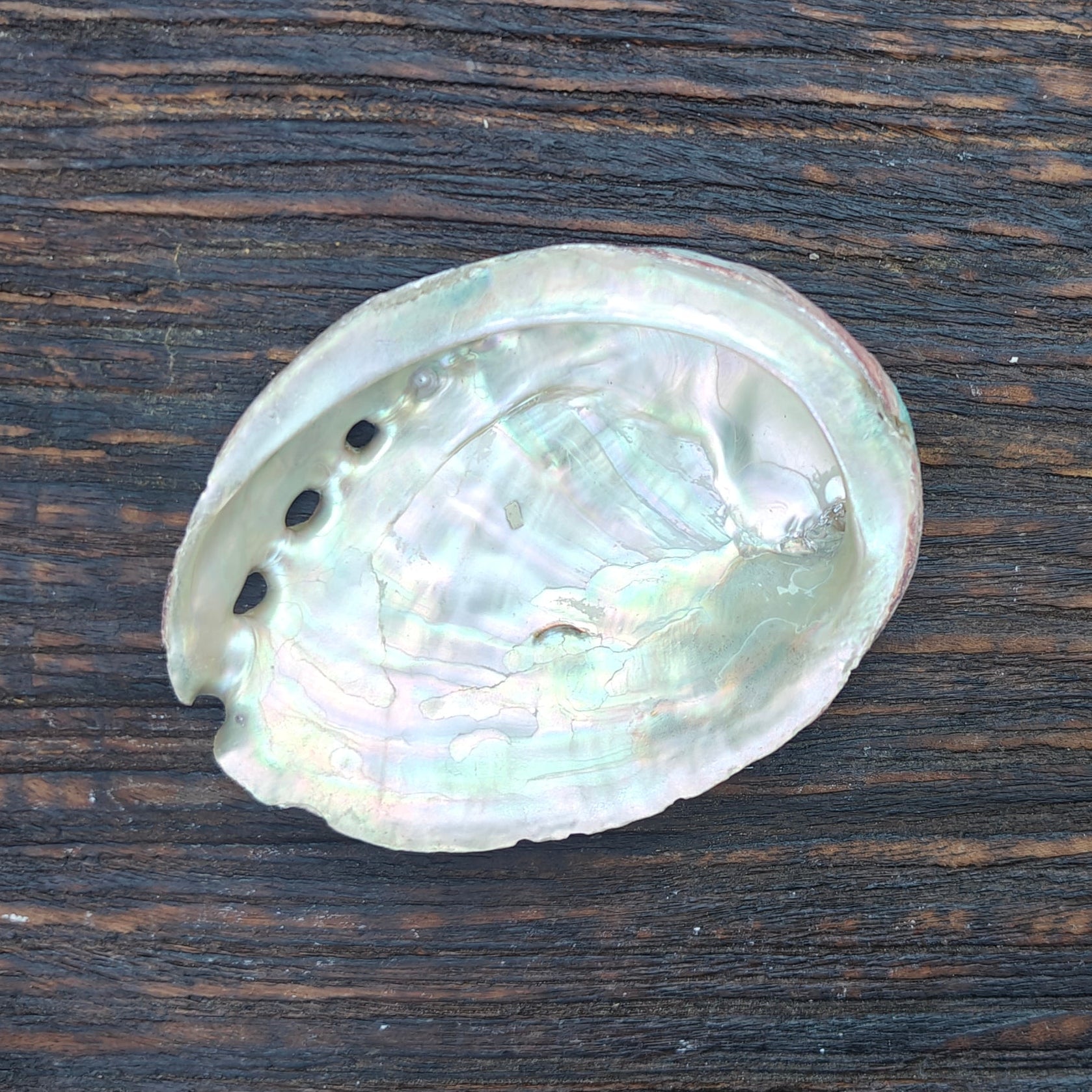 Abalone schelp