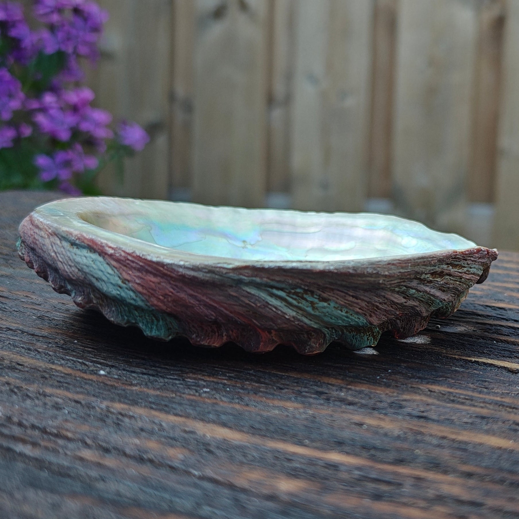 Abalone schelp