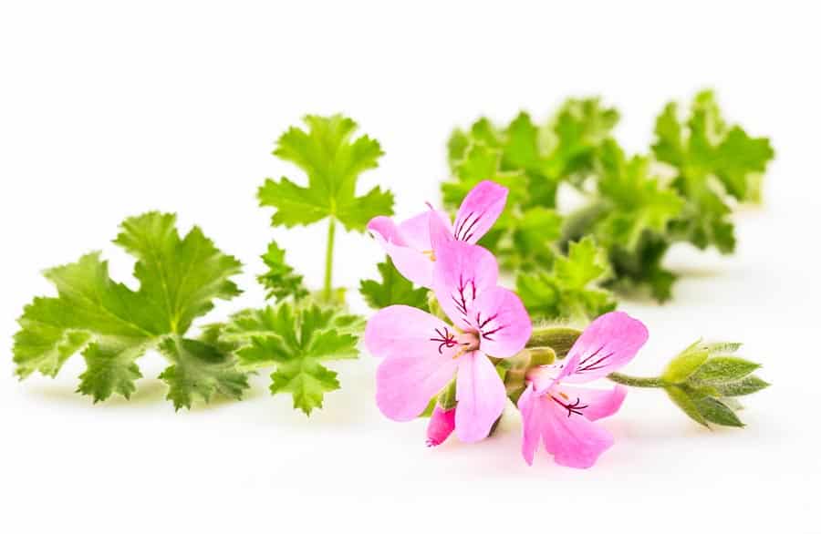 Geranium olie