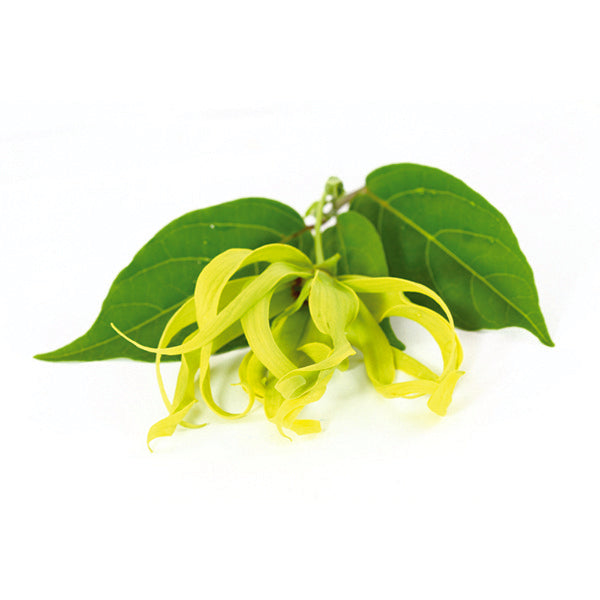 Ylang Ylang olie