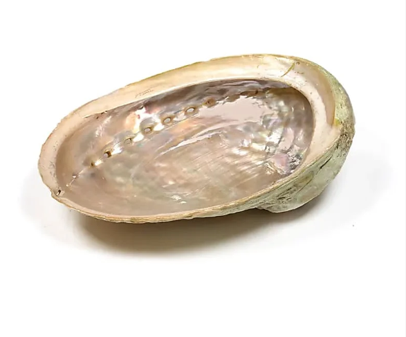 Abalone smudge schelp | 16-18 cm
