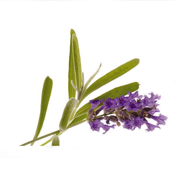 Lavendin Ardèche olie